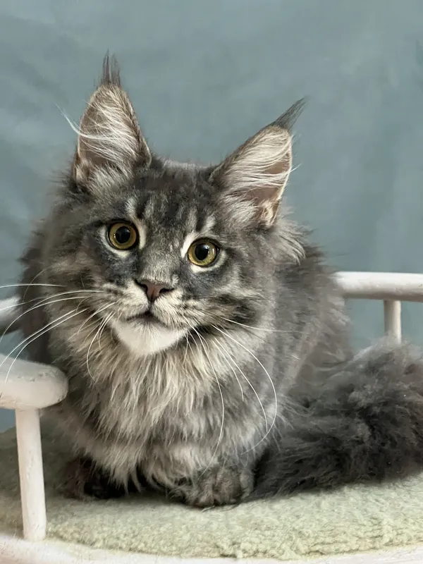 Maine Coon kitten Blue classic Tabby MCO a 22 Girl