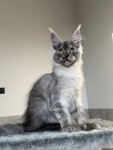 Maine Coon kitten