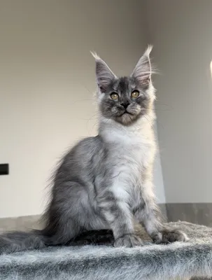 Котенок мейн-кун