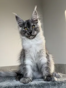 Maine Coon kitten