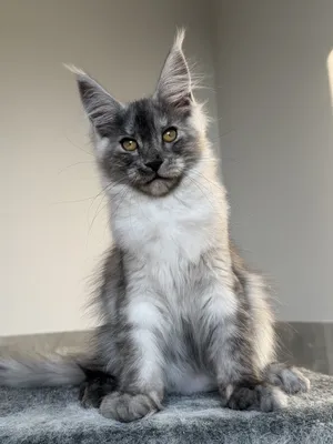 Котенок мейн-кун