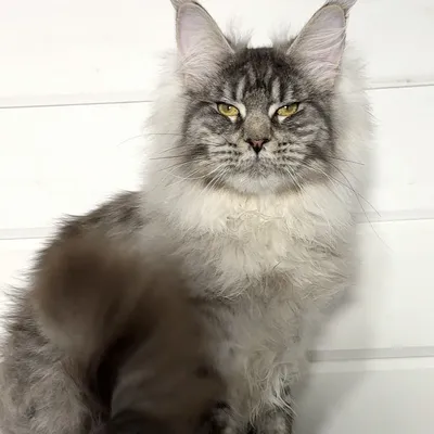 Котенок мейн-кун