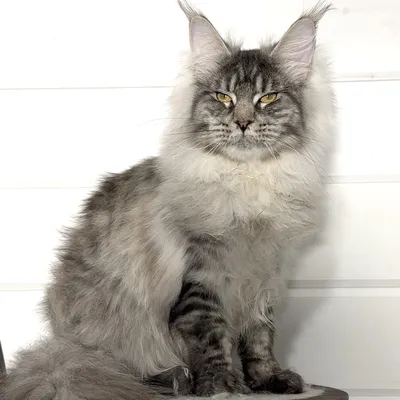 Котенок мейн-кун