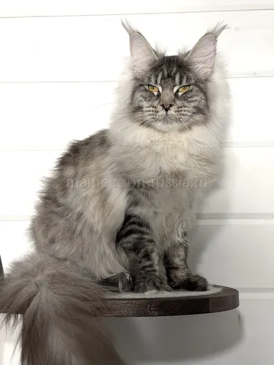 Maine Coon kitten