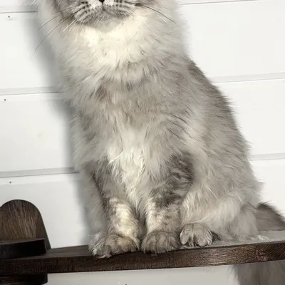 Котенок мейн-кун