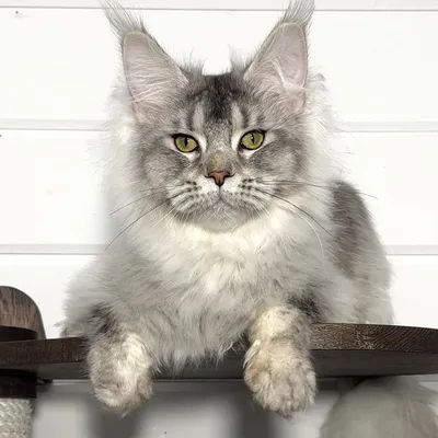 Котенок мейн-кун