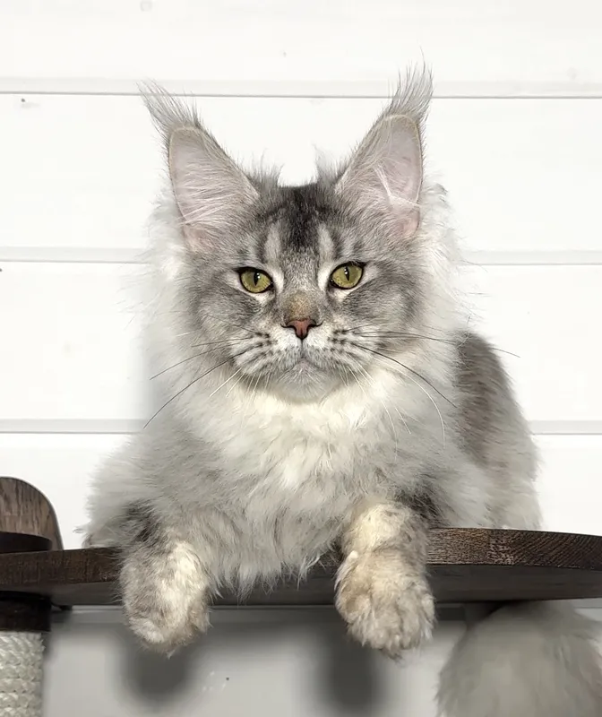 Maine Coon kitten Black Silver marble, rossetes blotched MCO ns 25 Boy
