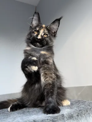 Котенок мейн-кун