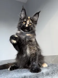 Maine Coon kitten