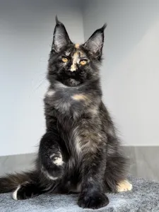 Maine Coon kitten