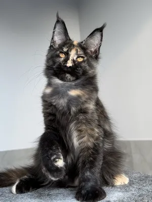 Котенок мейн-кун