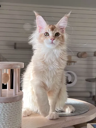 Freddy — Maine Coon kitten, Red Silver marble, rossetes blotched MCO ds 25