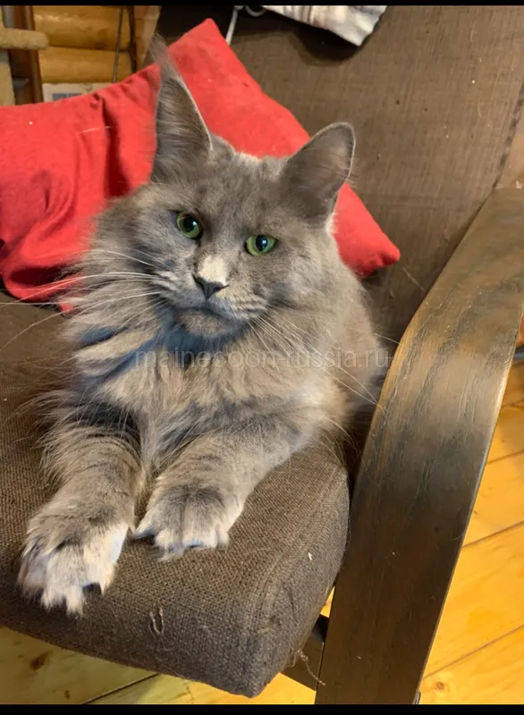 Maine Coon kitten Blue MCO a Girl