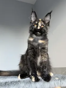 Maine Coon kitten