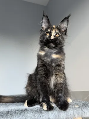 Котенок мейн-кун