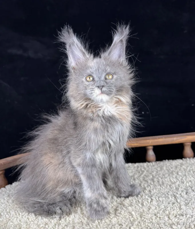 Котенок мейн-кун Голубой черепаховый дым MCO gs  Девочка