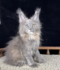 Котенок мейн-кун