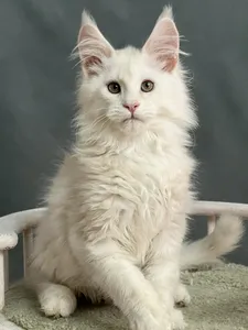 Котенок мейн-кун