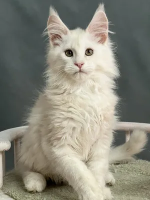 Maine Coon kitten
