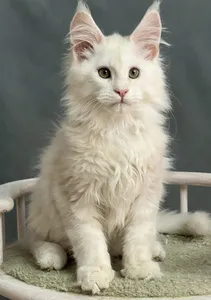 Котенок мейн-кун