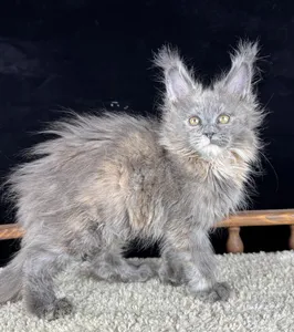 Котенок мейн-кун