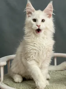 Котенок мейн-кун