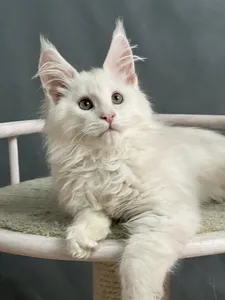 Котенок мейн-кун