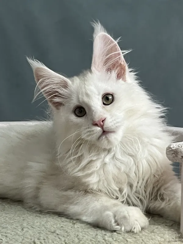 Maine Coon kitten Red Silver Shaded Tabby MCO ds 11 Boy