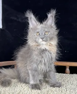 Котенок мейн-кун