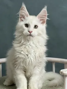 Котенок мейн-кун