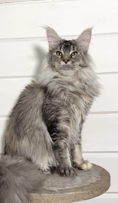 Maine Coon kitten
