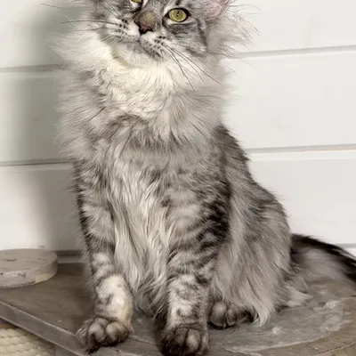 Котенок мейн-кун