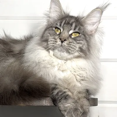 Котенок мейн-кун