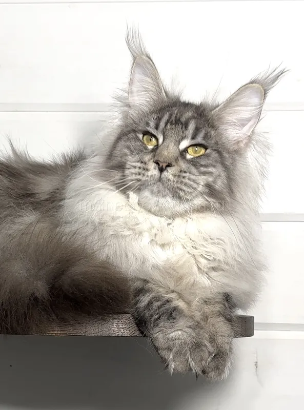 Maine Coon kitten Black Silver marble, rossetes blotched MCO ns 25 Boy