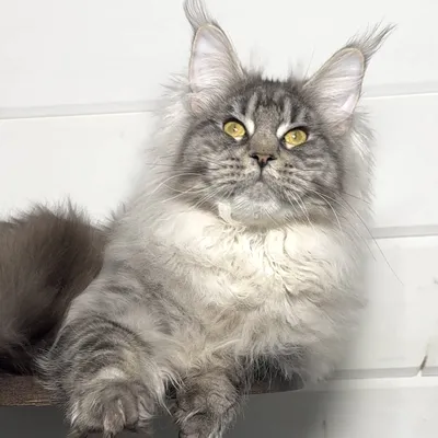 Котенок мейн-кун