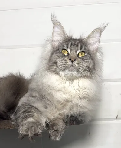 Maine Coon kitten