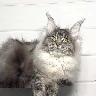 Котенок мейн-кун