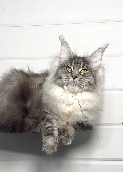 Maine Coon kitten