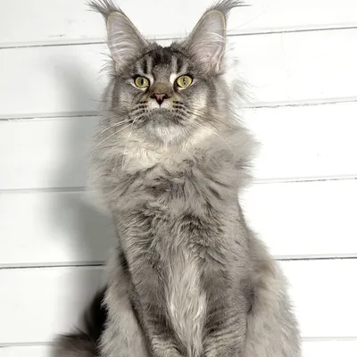 Котенок мейн-кун