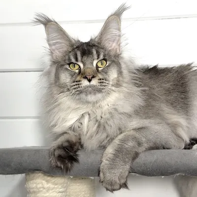 Котенок мейн-кун