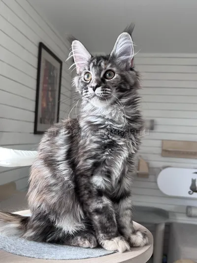 Fortune — Maine Coon kitten, Tortie Silver Classic Tabby MCO fs 22