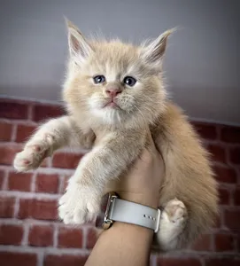 Maine Coon kitten