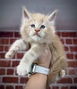 Maine Coon kitten