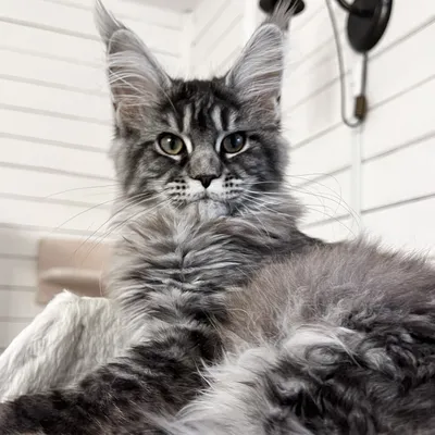 Котенок мейн-кун