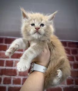 Maine Coon kitten