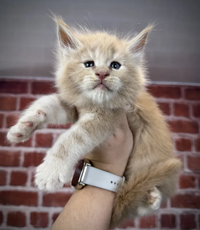 Maine Coon kitten Cream MCO e  Boy
