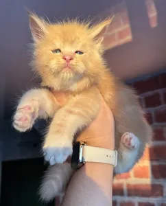 Maine Coon kitten
