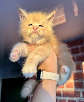 Maine Coon kitten