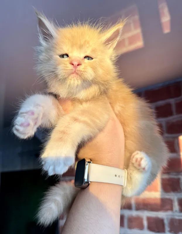 Maine Coon kitten Red Silver Classic Tabby white dots on paws or/and stomach MCO ds 22 09 Boy