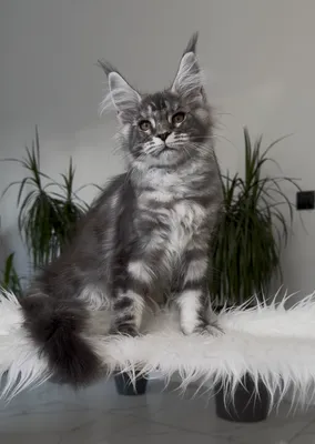Котенок мейн-кун